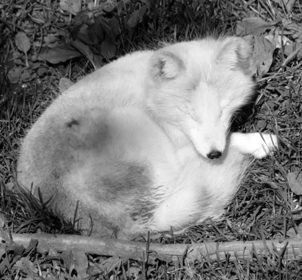 在夏天 北极狐狸也被称为白狐 极地狐狸或雪狐 是一种原产于北半球北极地区的小狐狸 在整个北极冻土带生物群中很常见 — 图库照片