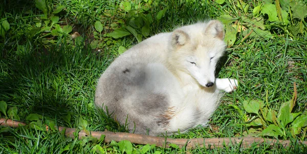 Verano Zorro Ártico También Conocido Como Zorro Blanco Polar Nieve — Foto de Stock