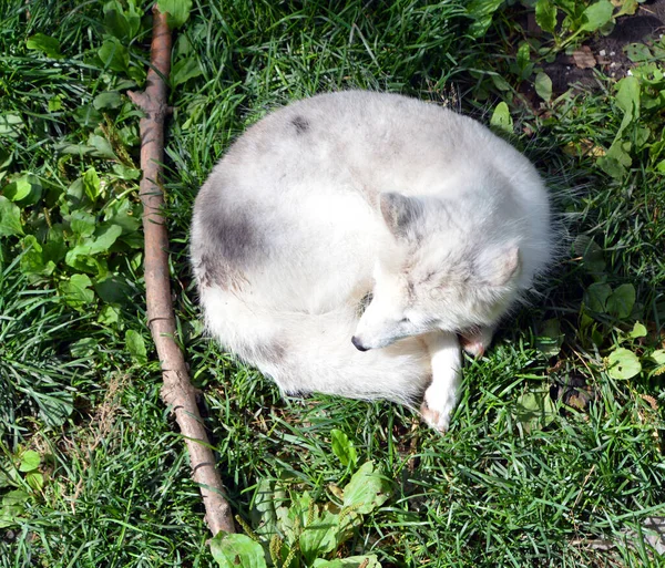 Summer Arctic Fox Also Known White Polar Snow Fox Small — Stock Photo, Image