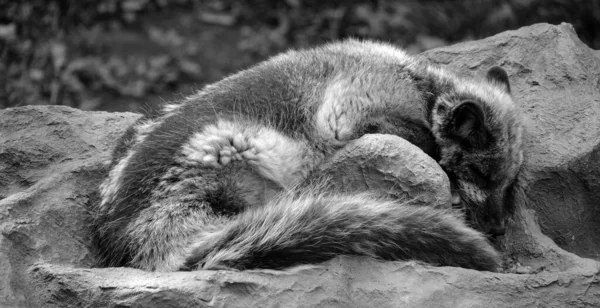 Sommer Ist Der Auch Als Weiß Polar Oder Schneefuchs Bekannte — Stockfoto