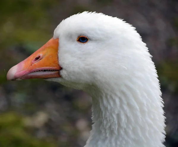 Gansos Domésticos São Gansos Cinzentos Domesticados Gansos Cinzentos Gansos Cisnes — Fotografia de Stock