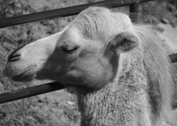 Cammello Ungulato Appartenente Genere Camelus Che Porta Sulla Schiena Depositi — Foto Stock