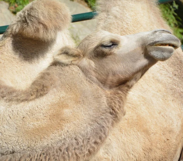 Camel Jest Kopytnym Rodzaju Camelus Posiadającym Charakterystyczne Złogi Tłuszczu Znane — Zdjęcie stockowe