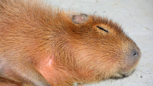 Capibara Roedor Más Grande Del Mundo También Llamado Chiguire Miembro —  Fotos de Stock