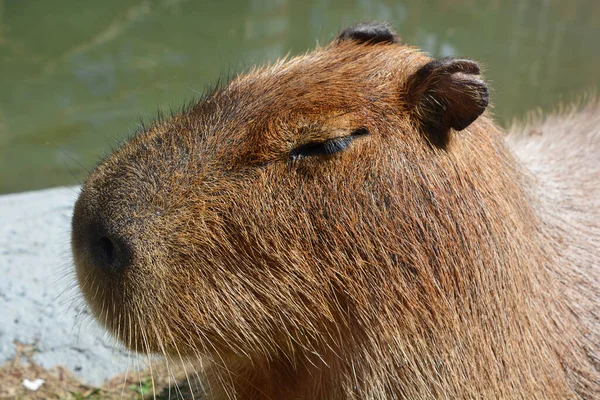 Capybaran Den Största Gnagaren Världen Även Kallad Chiguire Det Medlem — Stockfoto
