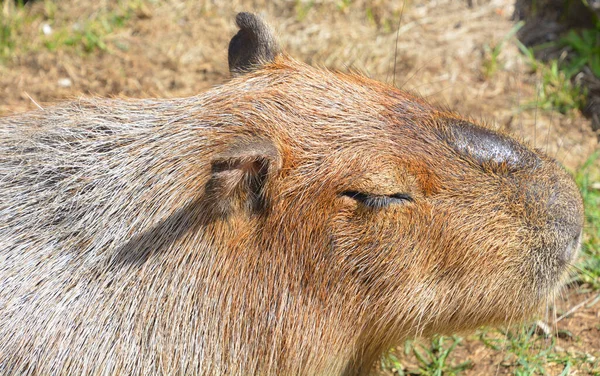 Capibara Roedor Más Grande Del Mundo También Llamado Chiguire Miembro — Foto de Stock