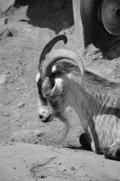 Capra Grigia Rare Endangered Indigenous Breed Domestic Goat Switzerland — Fotografia de Stock