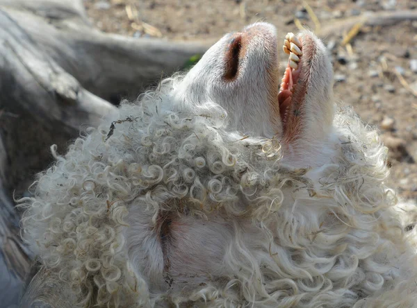 The Angora goat is a breed of domesticated goat, historically known as Angora. Angora goats produce the lustrous fibre known as mohair.