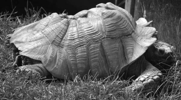 African Spurred Tortoise Centrochelys Sulcata Also Called Sulcata Tortoise Species — Foto de Stock