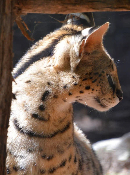 Serval Gato Salvaje Nativo África Rara Norte África Sahel Pero —  Fotos de Stock