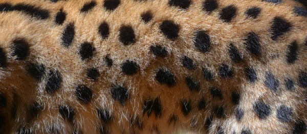 Serwal Dziki Kot Pochodzący Afryki Jest Rzadkie Zjawisko Afryce Północnej — Zdjęcie stockowe