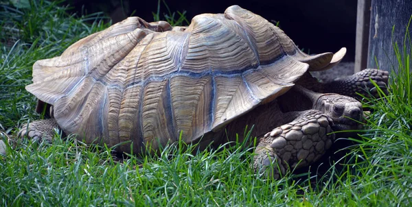 African Spurred Tortoise Centrochelys Sulcata Also Called Sulcata Tortoise Species — Stock fotografie