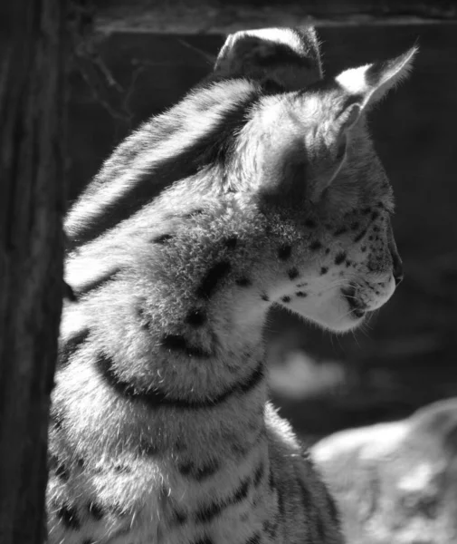 Serval Gato Salvaje Nativo África Rara Norte África Sahel Pero — Foto de Stock