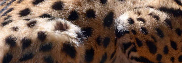 Serval Est Chat Sauvage Originaire Afrique Est Rare Afrique Nord — Photo