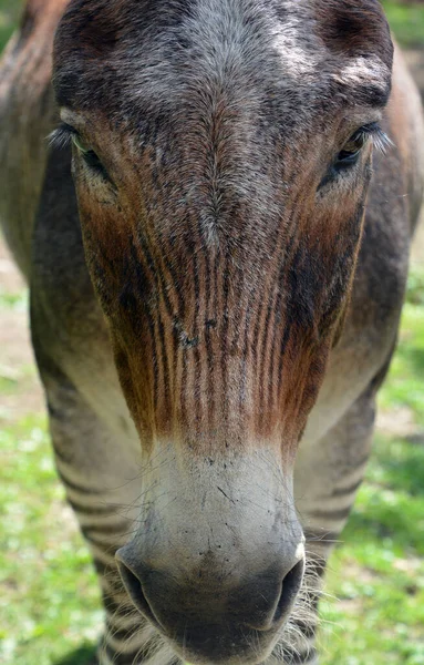 Close Zebroid Offspring Any Cross Zebra Any Other Equine Create — Zdjęcie stockowe