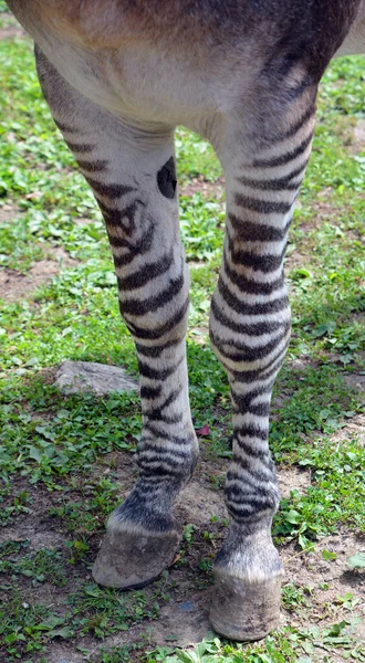 Close Zebroid Offspring Any Cross Zebra Any Other Equine Create — Fotografia de Stock