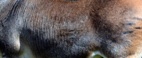 Close Zebroid Offspring Any Cross Zebra Any Other Equine Create — Stock Photo, Image