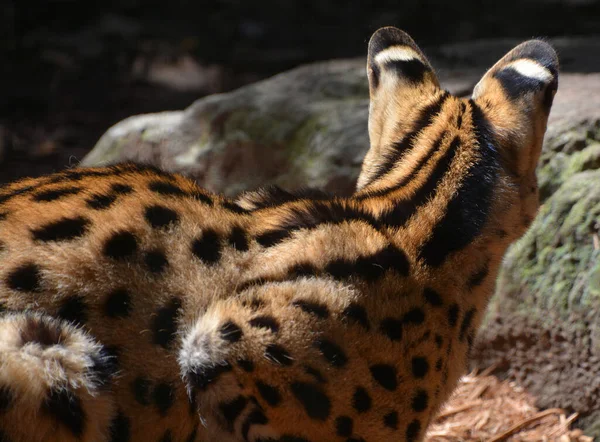Der Serval Ist Eine Wildkatze Aus Afrika Sie Ist Nordafrika — Stockfoto
