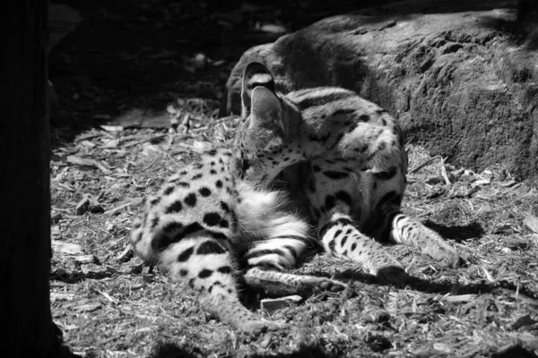 Serval Wild Cat Native Africa Rare North Africa Sahel Widespread — Stock Photo, Image