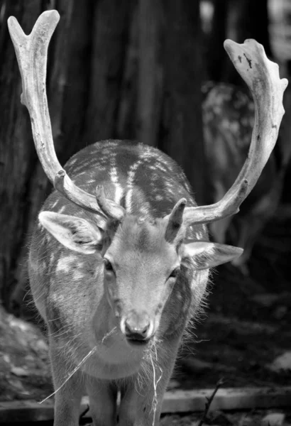 Fallow Deer Dama Dama Ruminant Mammal Belonging Family Cervidae Common — Stock Photo, Image