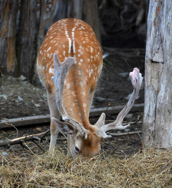 Fallow Deer Stag Dama Dama Ruminant Mammal Belonging Family Cervidae — Stockfoto