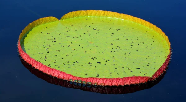 Victoria Amazonica Вид Цветущих Растений Самый Большой Семейства Нимфеевых Водяных — стоковое фото