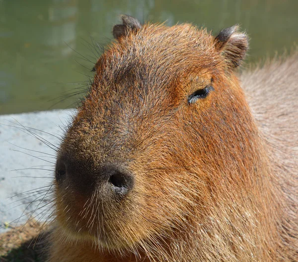 Capybara Est Grand Rongeur Monde Également Appelé Chiguire Est Membre Images De Stock Libres De Droits