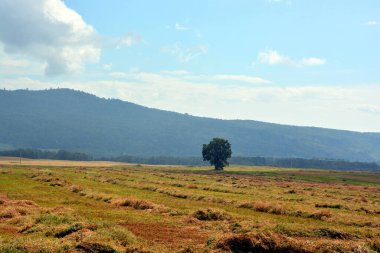 beautiful landscape with a meadow at sunset