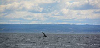 Detail of humpback whale (Megaptera novaeangliae), Baie Sainte Carherine, Quebec Canada. Whale watching is one of the most popular activity in Quebec.