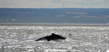 Detail of humpback whale (Megaptera novaeangliae), Baie Sainte Carherine, Quebec Canada. Whale watching is one of the most popular activity in Quebec.