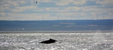 Detail of humpback whale (Megaptera novaeangliae), Baie Sainte Carherine, Quebec Canada. Whale watching is one of the most popular activity in Quebec.