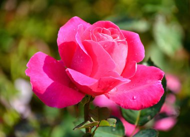 beautiful botanical shot natural background