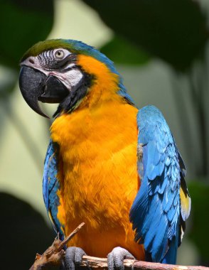 Bir papağana yaklaş. 