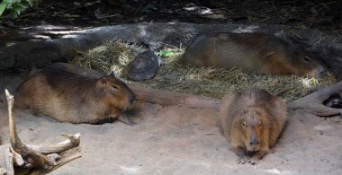 = = Coğrafya = = Capybara, Hydrochochoerus cinsinin diğer tek üyesi daha küçük kapibaradır (Hydrochoerus isthmius). Capybara dünyanın en büyük kemirgenidir.