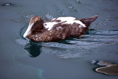close-up shot of brown duck swimming in pond in zoo