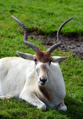 Addax (Addax nasomaculatus), beyaz antilop ve screwhorn antilobu olarak da bilinir, Sahra Çölü 'ne özgü bir antiloptur. Addax cinsinin tek üyesi.