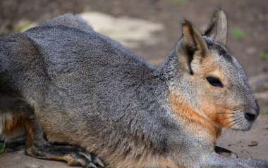 = = Coğrafya = = Capybara, Hydrochochoerus cinsinin diğer tek üyesi daha küçük kapibaradır (Hydrochoerus isthmius). Capybara dünyanın en büyük kemirgenidir.