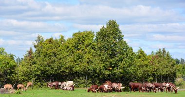 close-up shot of large group of buffalos on green meadow in zoo