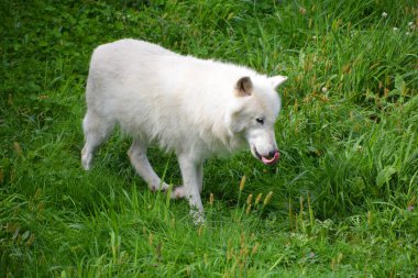 Kuzey Kutup Tilkisi (
