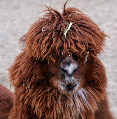 close-up shot of llama in zoo