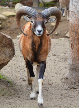Avrupa erkek mouflon, Mouflon 'un en batı ve en küçük alt türüdür. Başlangıçta sadece Akdeniz 'deki Korsika ve Sardunya adalarında bulunmuştur.