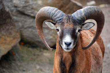 European male mouflon is the westernmost and smallest sub-species of mouflon. It was originally found only on the Mediterranean islands of Corsica and Sardinia