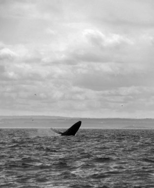 Denizde bir balinanın siyah beyaz fotoğrafı