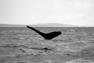 black and white image of a dolphin