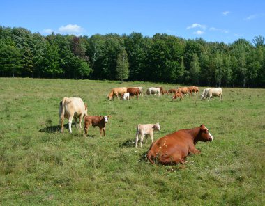  Sığırlar, otlaktaki inekler, hayvanlar.