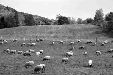 Koyun otlakta otlar, koyun sürüsü