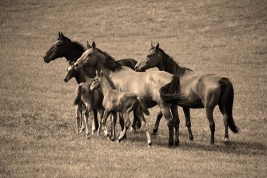 Otlakta otlayan bir at sürüsü.
