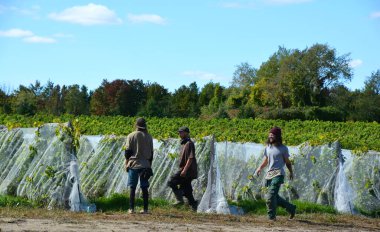 BROMONT QUEBEC CANADA 09 01 2021: Anti bird netting to stop birds damaging on vineyard in fall time eastern township region in Quebec province