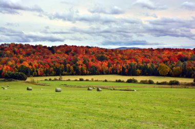 Güzel manzara, sonbahar günü orman.