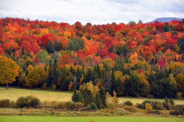 beautiful  landscape, forest on autumn  day